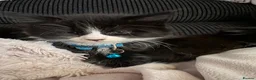 Mixed Breed cats for sale: 6 playful kittens looking for their forever homes - Advert 11