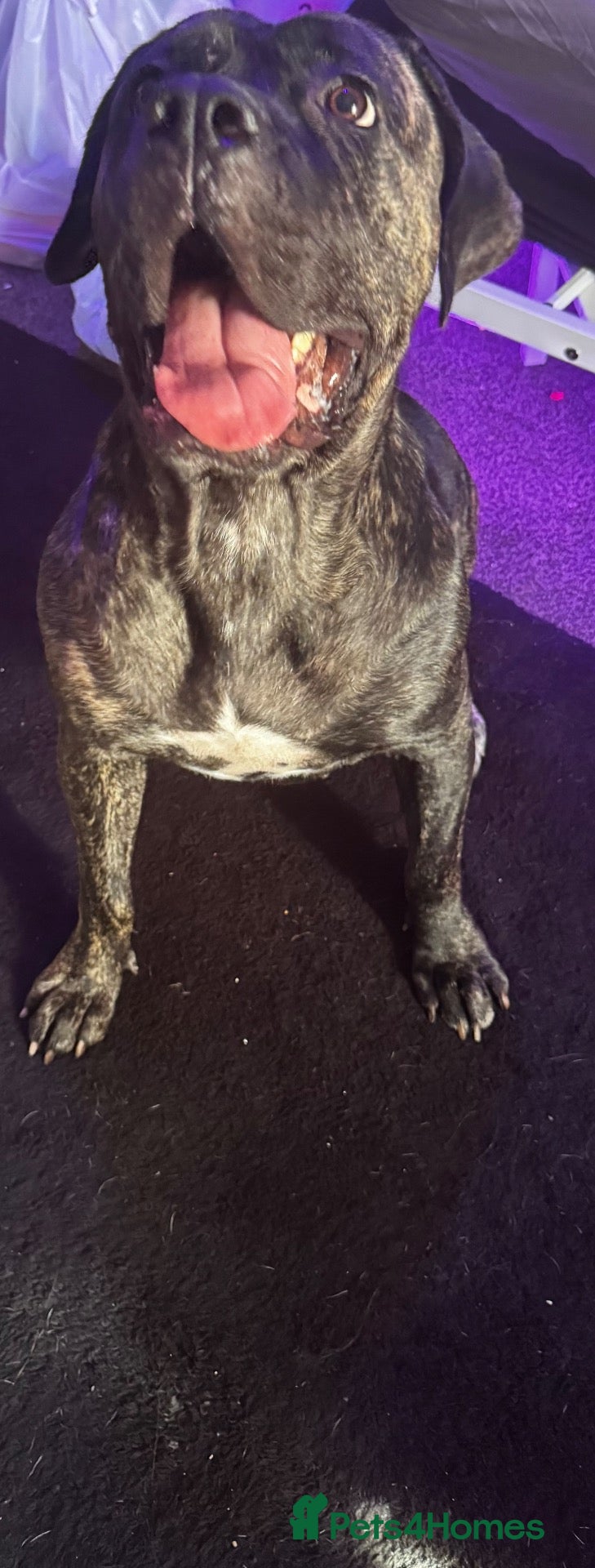 Mixed Breed dogs 5 month old Cane corso mix puppies  - Advert 1