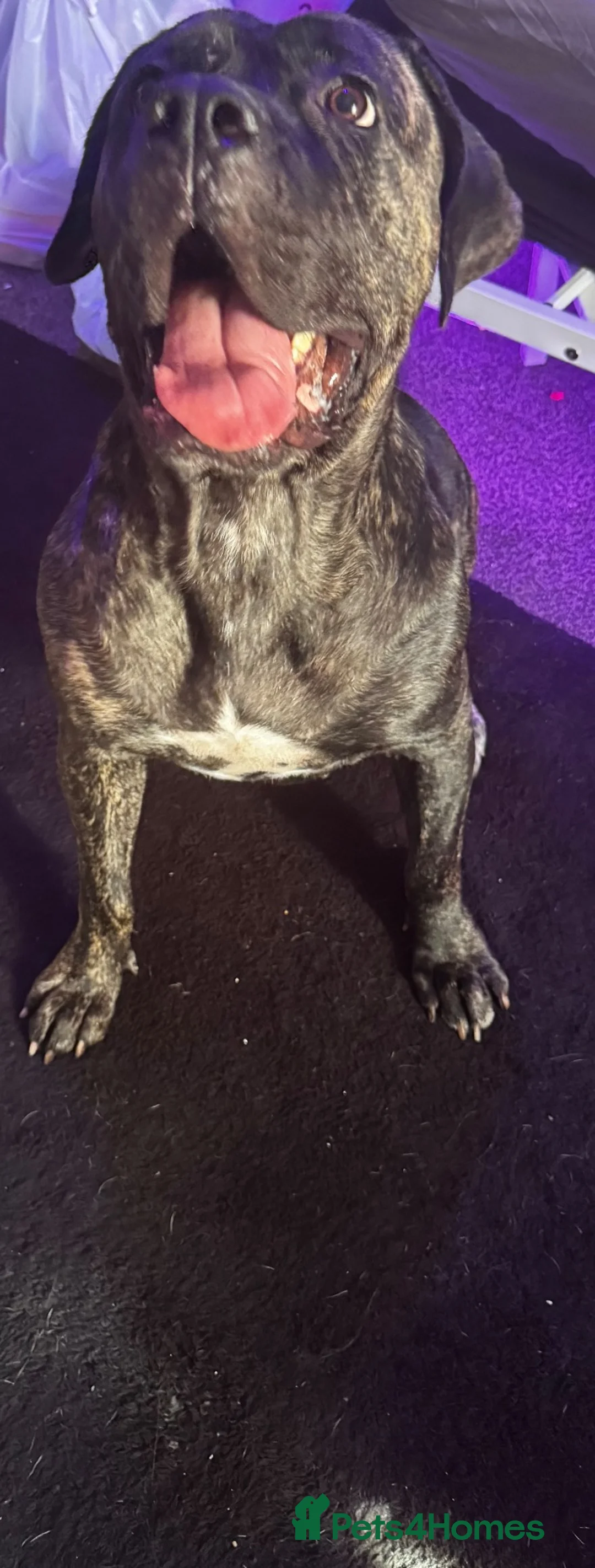 Mixed Breed dogs for sale: 5 month old Cane corso mix puppies  - Advert 1