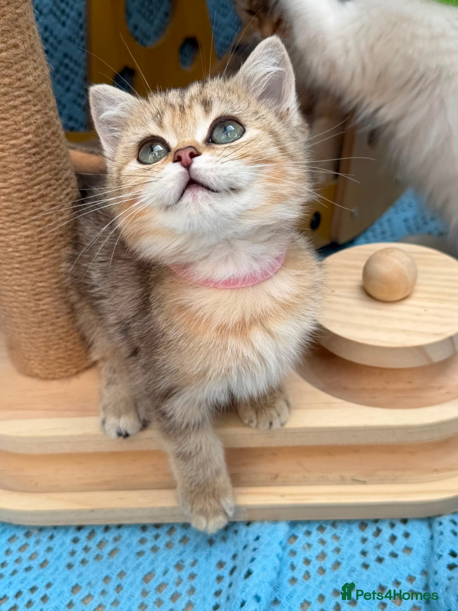 British Shorthair cats 3 Gorgeous British SH, one LH TICA kittens - Advert 15