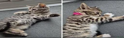 Bengal cats for sale: Bengal / tabby brother sister 7 mths old in Ramsgate - Advert 13