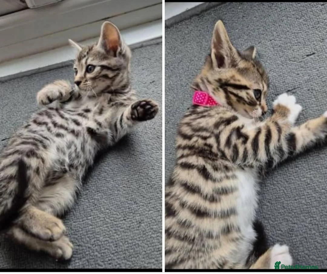 Bengal cats for sale: Bengal / tabby brother sister 7 mths old in Ramsgate - Advert 13