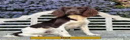 English Springer Spaniel dogs for sale: Health Tested English Springer Spaniel Puppies - Advert 2