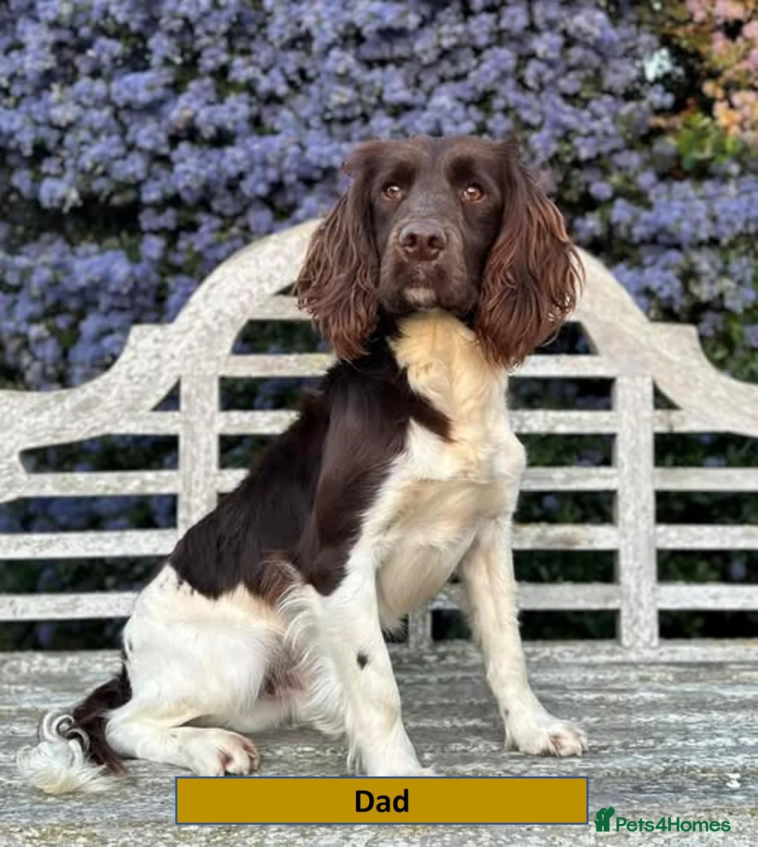 English Springer Spaniel dogs for sale: Health Tested English Springer Spaniel Puppies - Advert 2