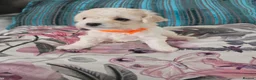 Bichon Frise dogs for sale: Stunning quality bichon-frise puppies ,ready to go - Advert 4
