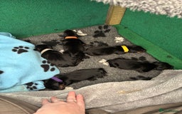 Miniature Dachshund dogs for sale: 5 miniature black & tan smooth haired dachshunds  - Image 5