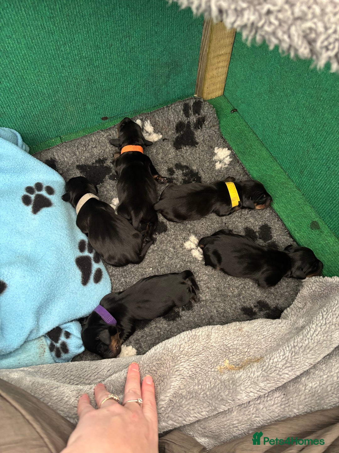 Miniature Dachshund dogs for sale: 5 miniature black & tan smooth haired dachshunds  - Image 5