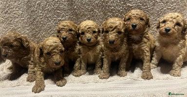 Miniature Poodle dogs - Advert 8