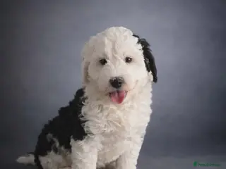 Old English Sheepdog dogs Sheepadoodle Boy puppy left - Advert 1