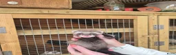 Ferret rodents for sale: EU Angor polecat/black self ferrets for sale - Advert 7