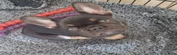 French Bulldog dogs for sale: Quality Chocolate French Bulldog Puppy - Advert 1