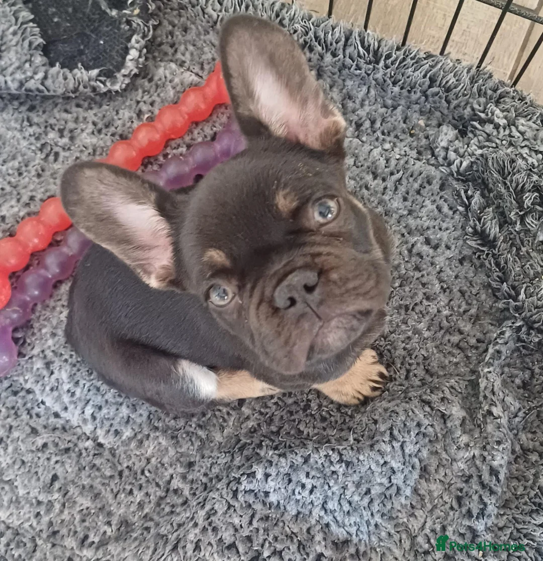 French Bulldog dogs for sale: Quality Chocolate French Bulldog Puppy - Advert 1
