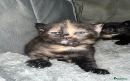 Mixed Breed cats for sale: Stunning tortoise shell kittens 9 weeks - Image 2