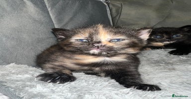 Mixed Breed cats - Advert 6