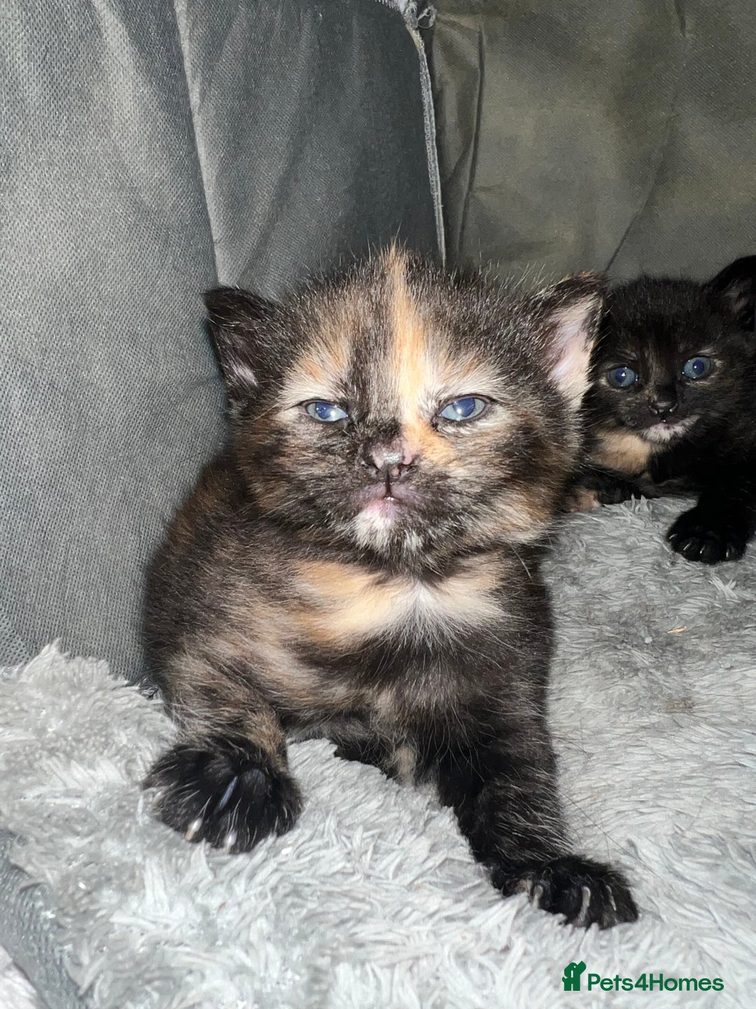 Mixed Breed cats for sale: Stunning tortoise shell kittens 9 weeks - Image 2