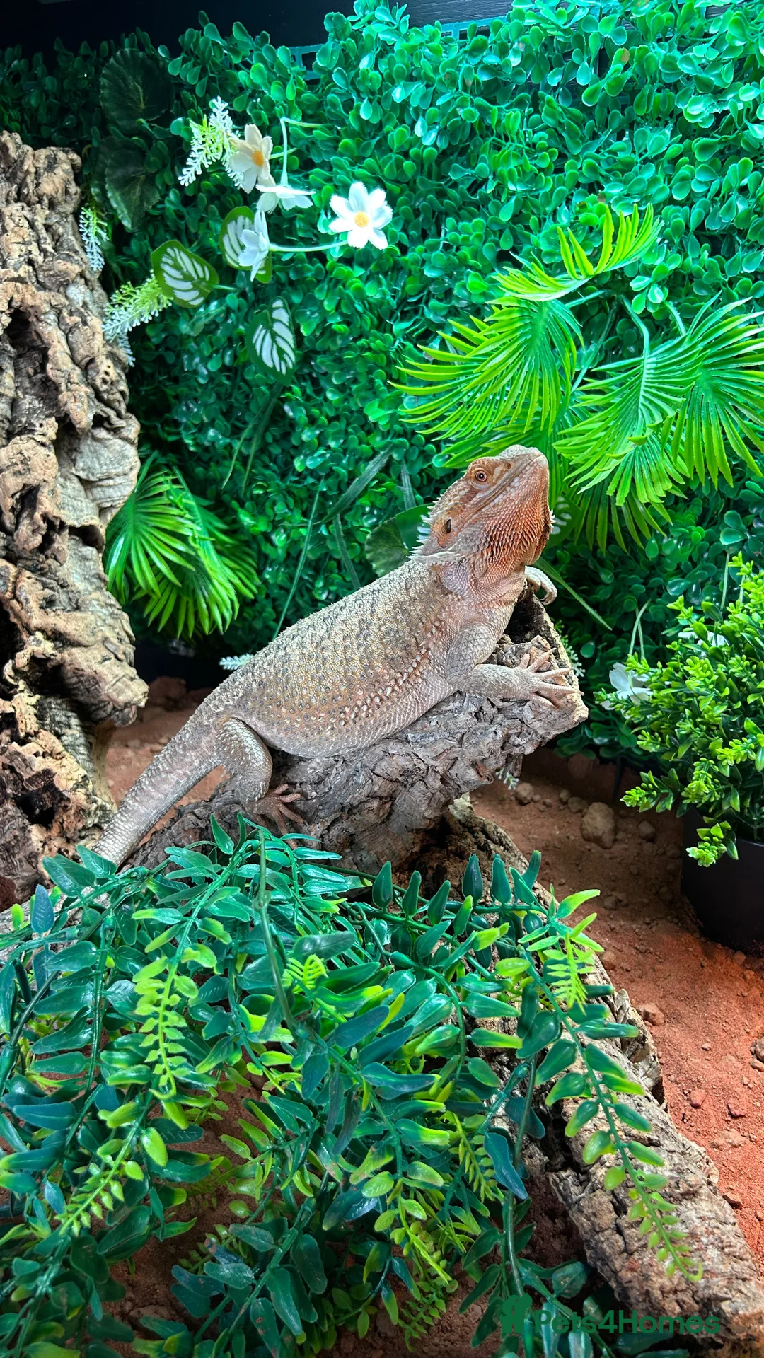 Bearded Dragon reptiles for sale: Bearded Dragon full set up - Advert 3