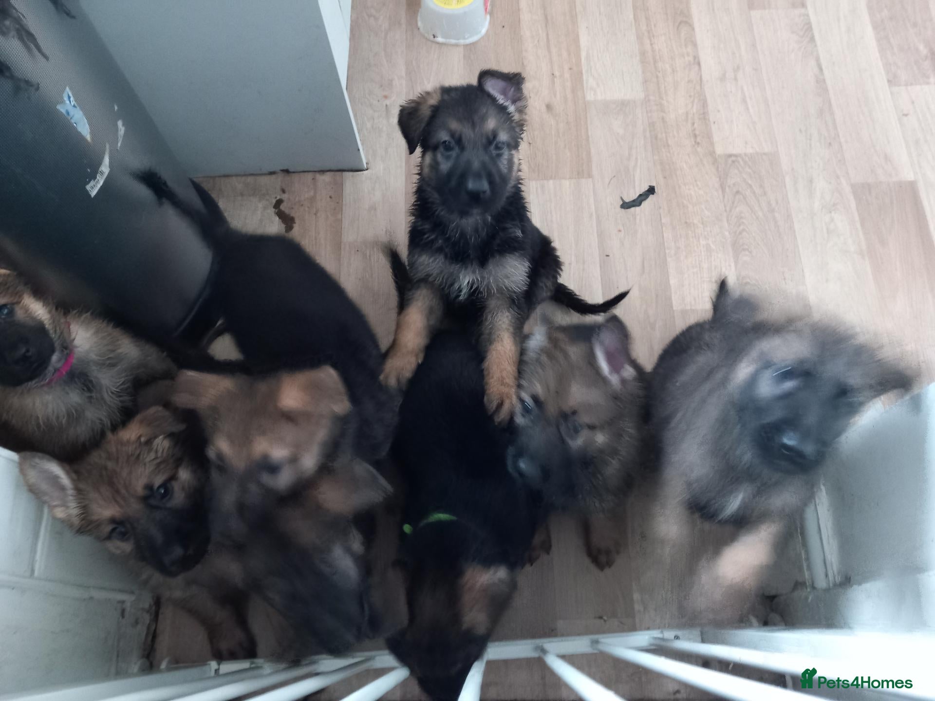 German Shepherd dogs Ready 2 go.!! Full blooded German shepherds.  - Advert 1