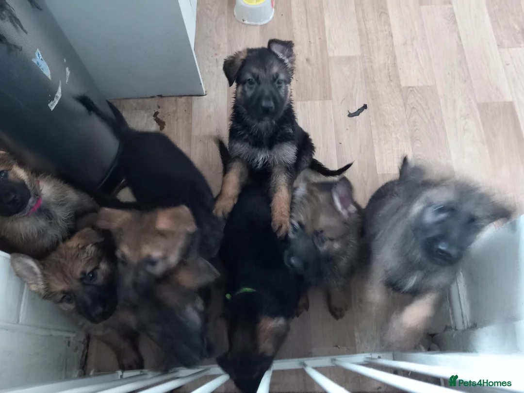 German Shepherd dogs for sale: Ready 2 go.!! Full blooded German shepherds.  in Billingham - Advert 1
