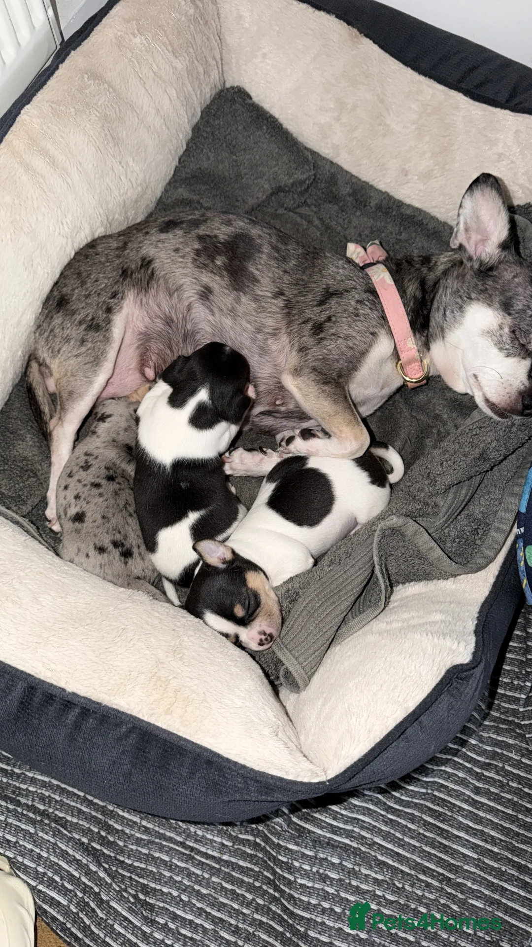 Chihuahua dogs for sale: Chihuahua Puppies  - Advert 7