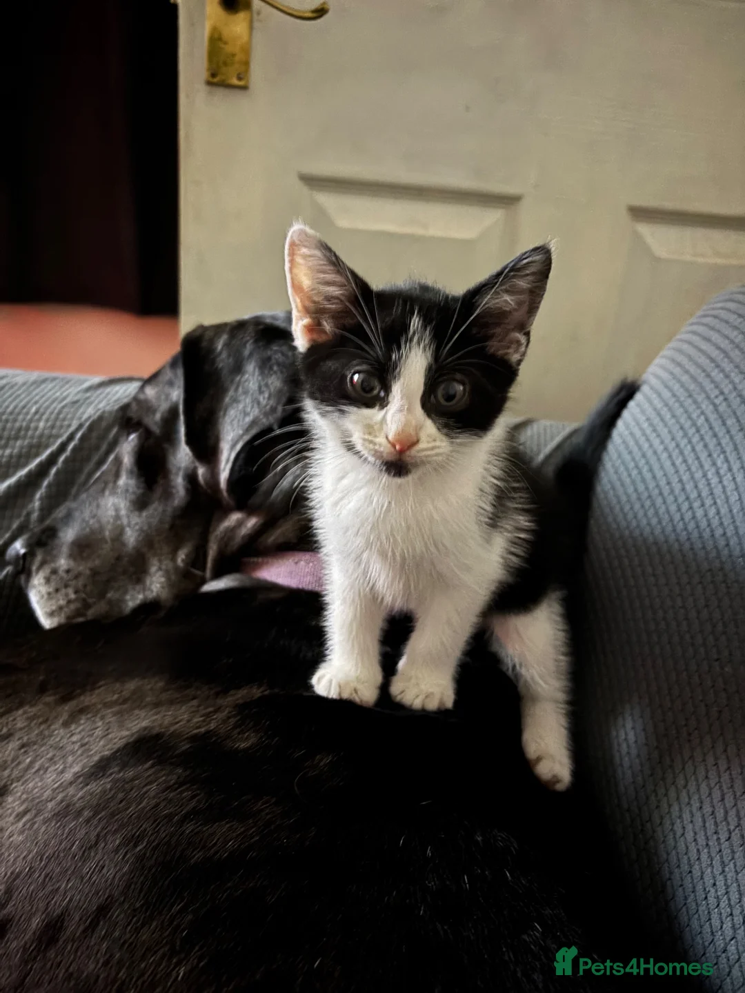 Mixed Breed cats for sale: Kittens - Advert 2