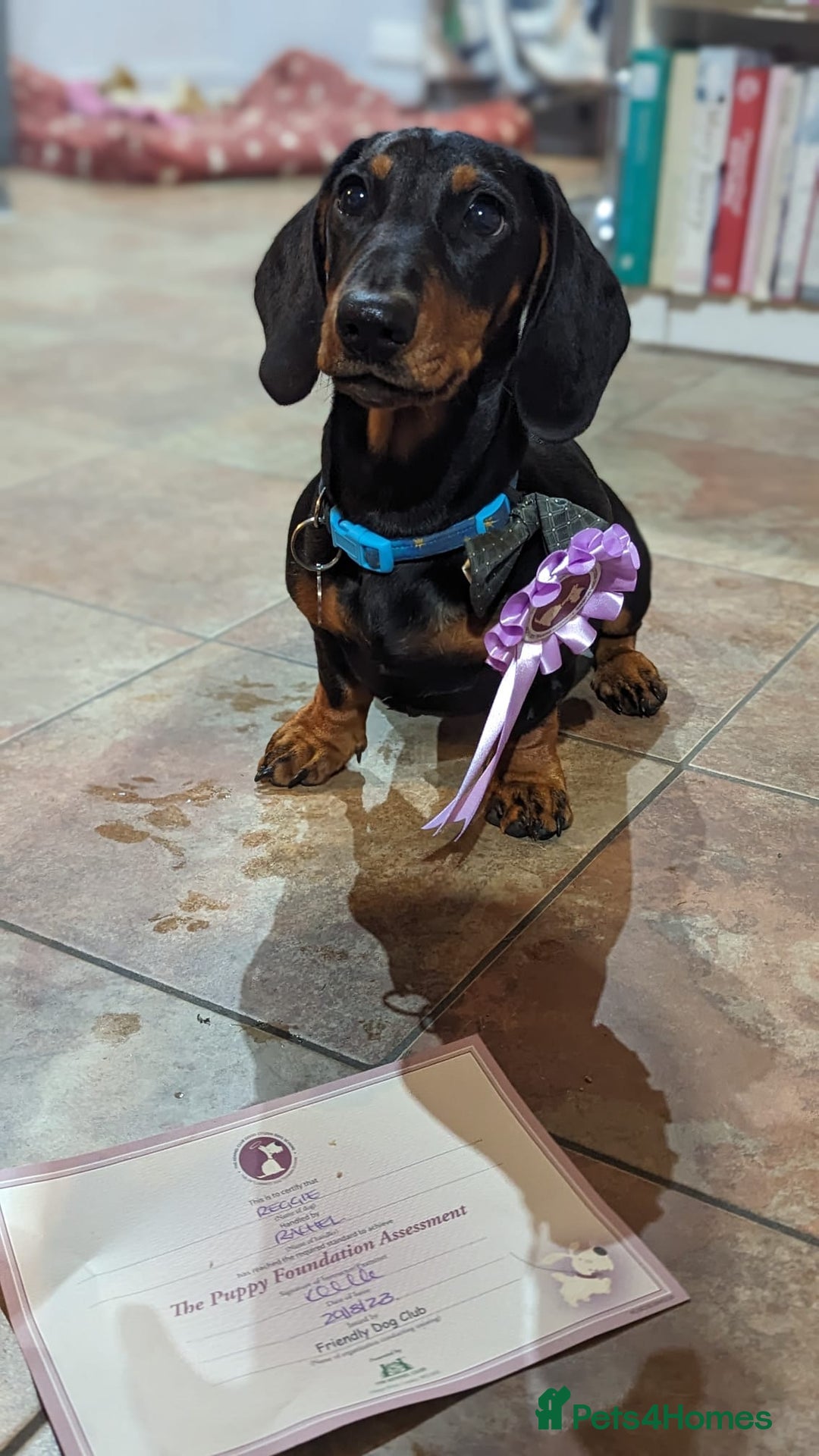 Dachshund dogs for stud: Standard black and tan dachshund for stud  - Advert 6