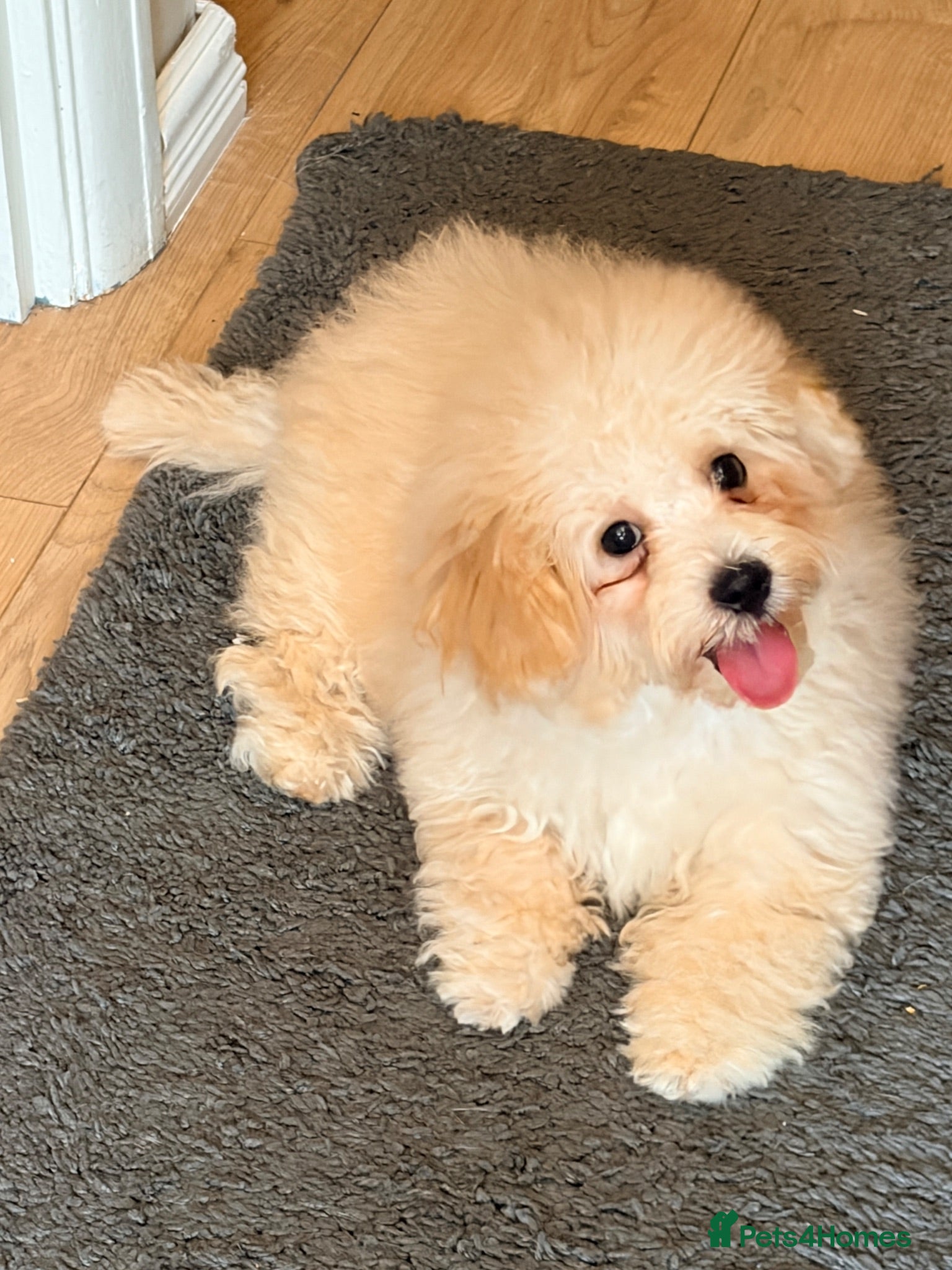 Poochon dogs READY TO NOW ♥️♥️ - Advert 1