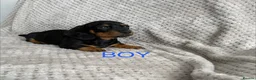 Dachshund dogs for sale: Dachshund puppies - Advert 4