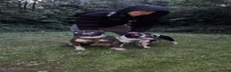 Staffordshire Bull Terrier dogs for sale: ZENO & ZEUS - Advert 4