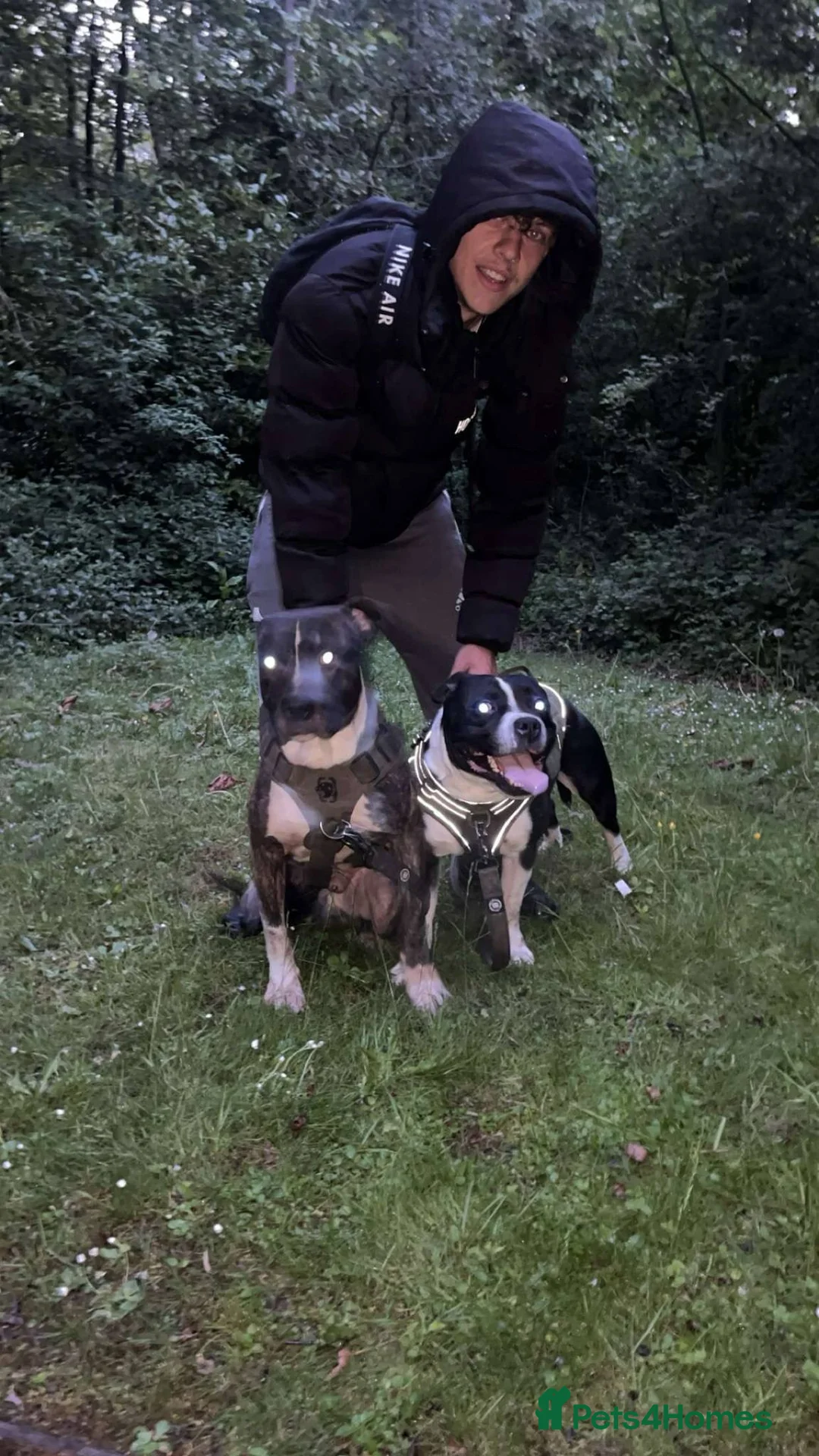 Staffordshire Bull Terrier dogs for sale: ZENO & ZEUS - Advert 4