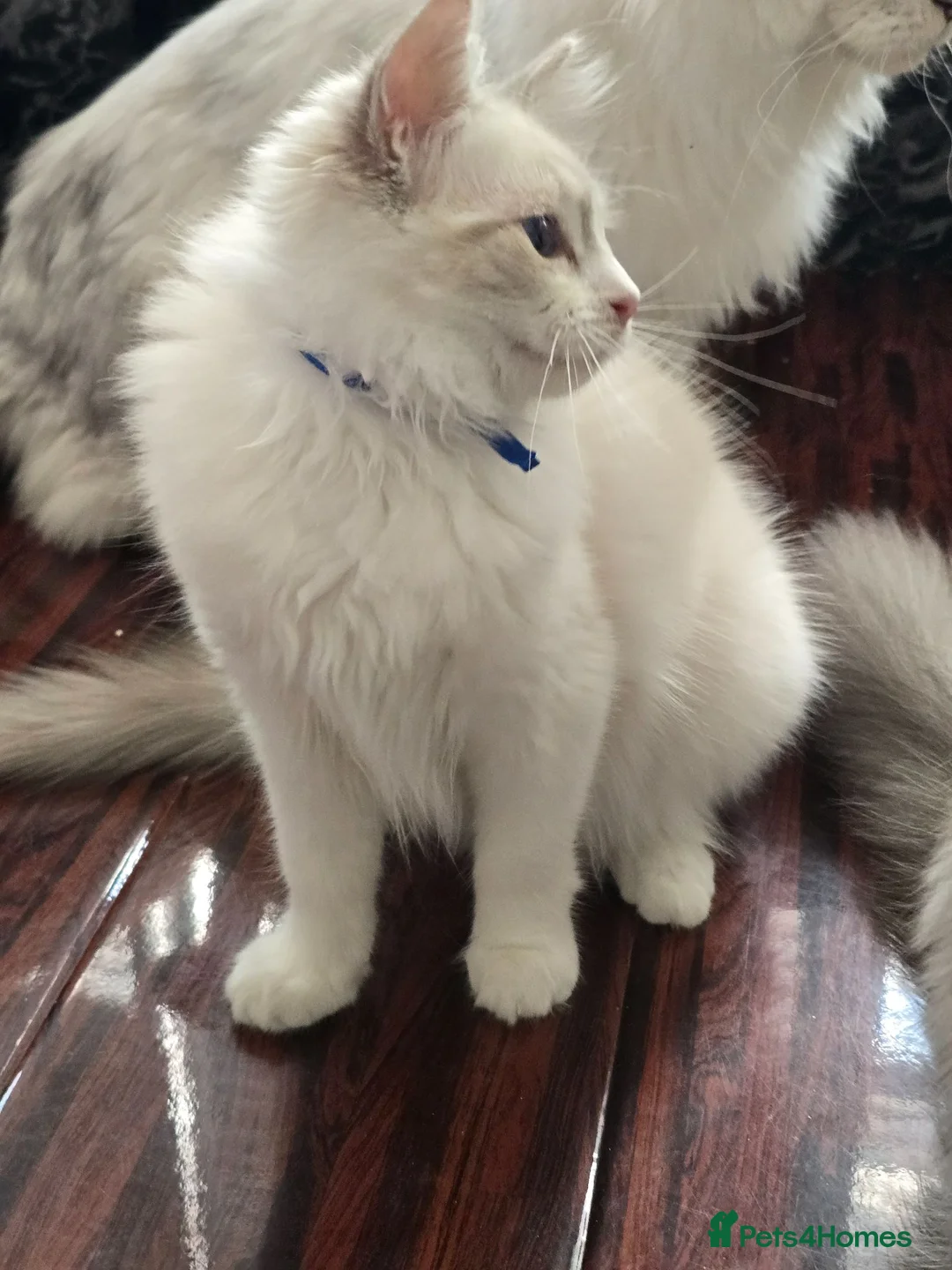 Ragdoll cats for sale: TICA Registered Pedigree Ragdoll Kittens  - Advert 14