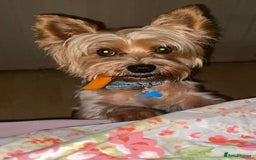 Yorkshire Terrier dogs for stud: Billy Boy  - Image 15