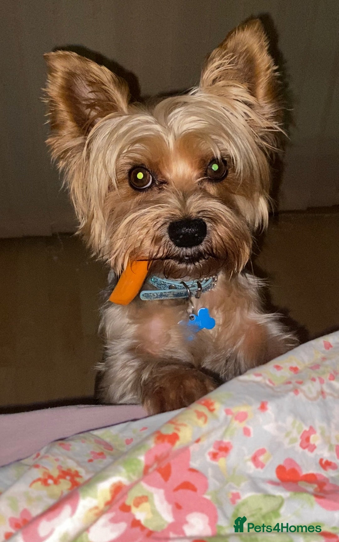 Yorkshire Terrier dogs for stud: Billy Boy  - Image 15