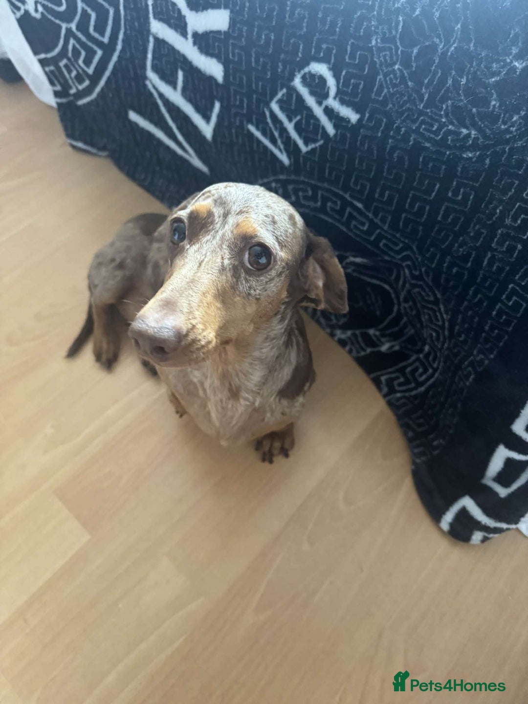 Miniature Dachshund dogs for sale: Miniature daschunds 2 females - 18 months old  - Image 6