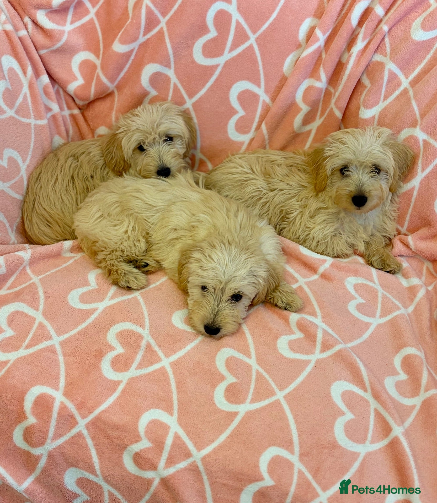 Westiepoo dogs 🐾THE CUTEST APRICOT WESTIEPOO PUPPIES🐾 - Advert 2