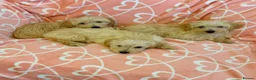 Westiepoo dogs for sale: 🐾THE CUTEST APRICOT WESTIEPOO PUPPIES🐾 - Advert 3