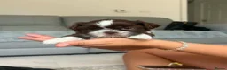 Shih Tzu dogs for sale: Stunning Shih Tzu puppies  - Advert 13