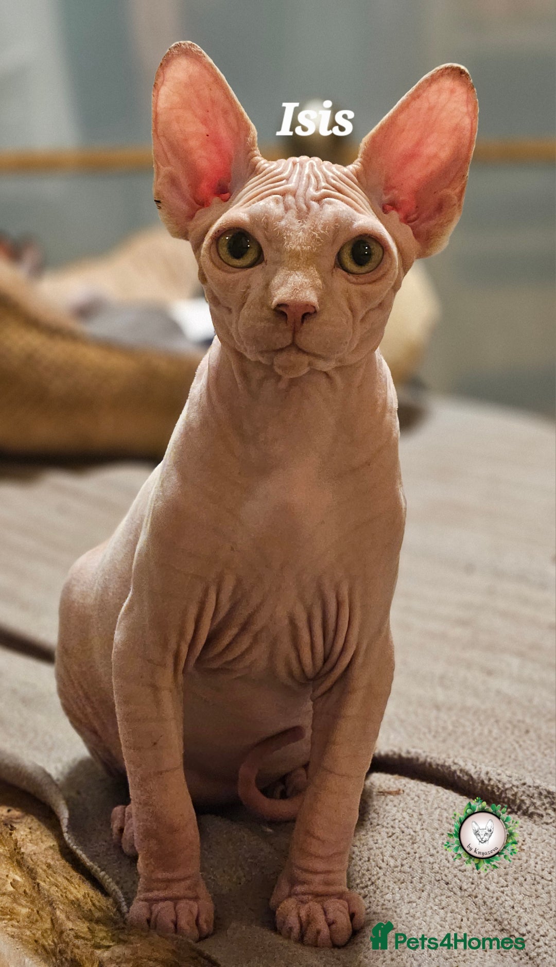 Sphynx cats for sale: Adorable Canadian Sphynx – Champion line - Advert 30