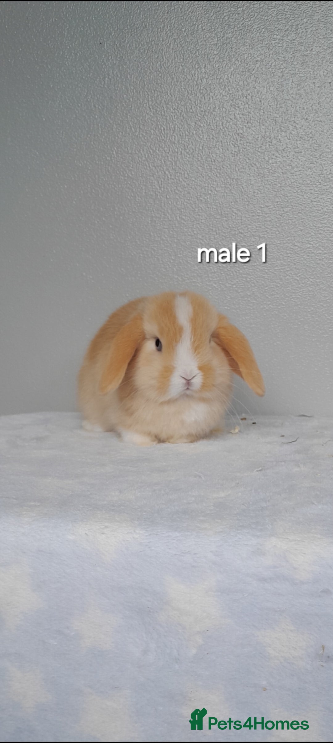 Mini Lop rabbits for sale: Stunning pure breed mini lops - Image 5