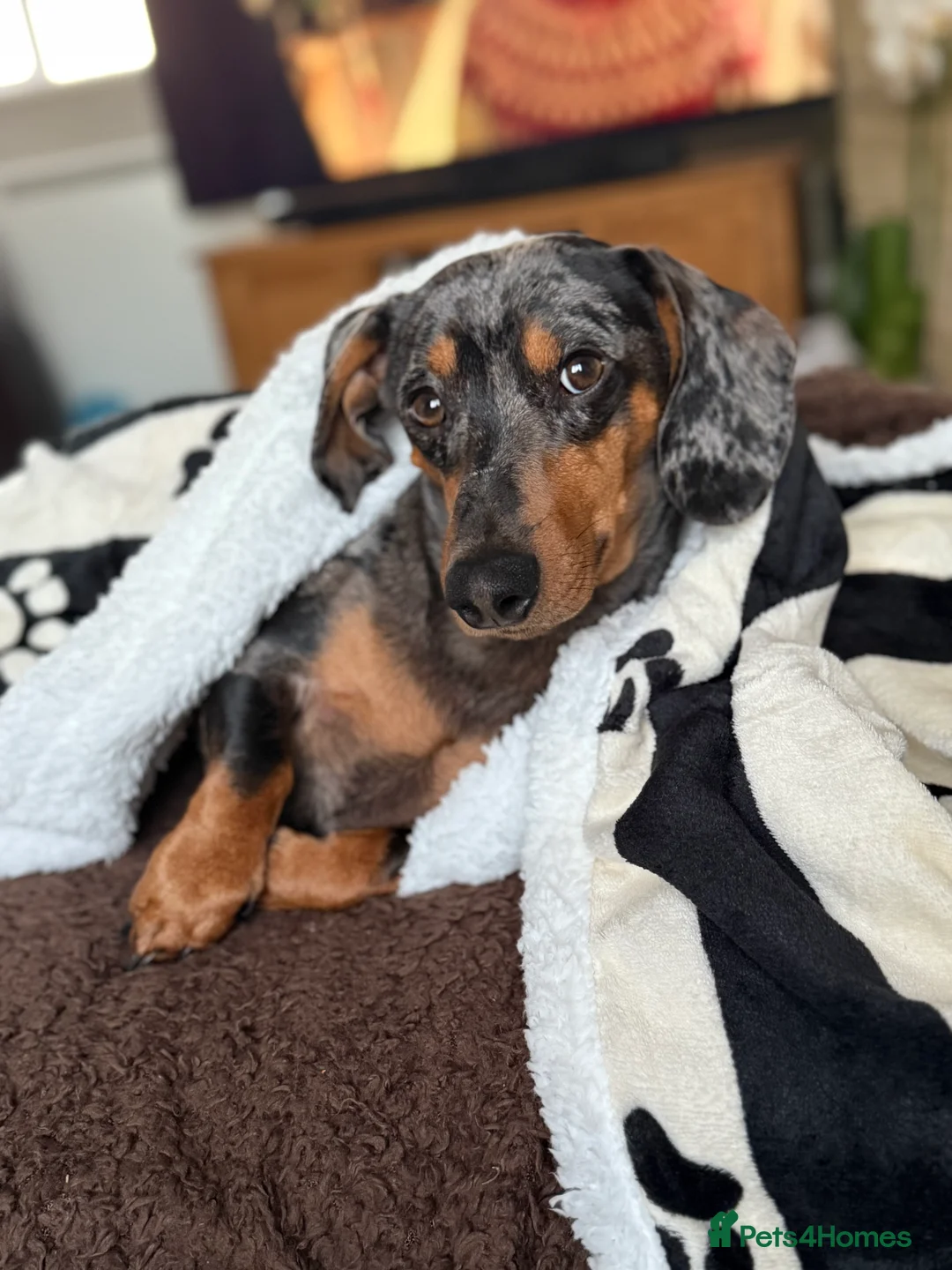 Miniature Dachshund dogs for sale: Miniature Dachshund  - Advert 4
