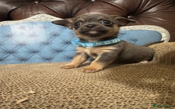Chihuahua dogs for sale: Lilac tricolour chihuahua puppies - Image 5