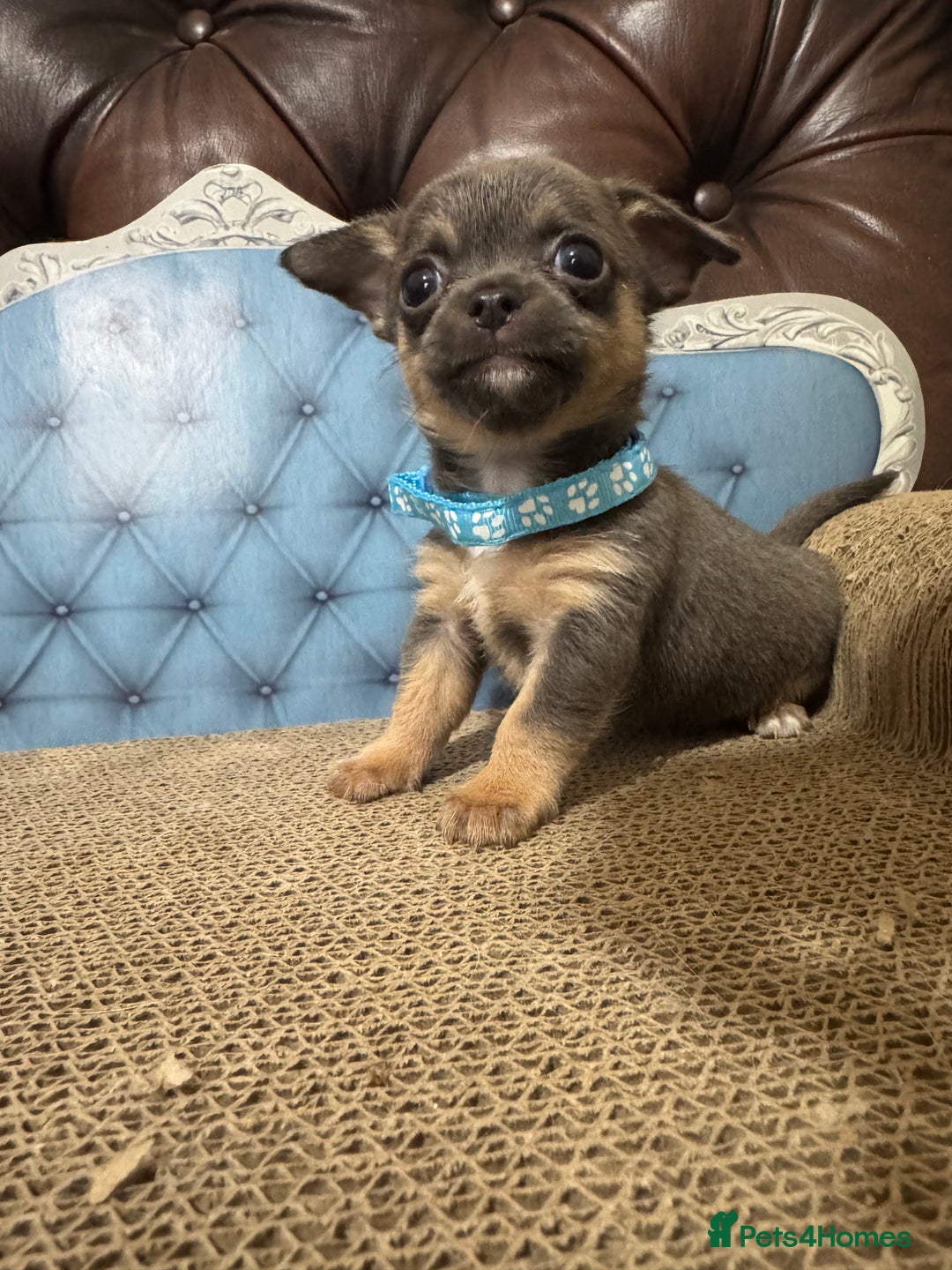 Chihuahua dogs for sale: Lilac tricolour chihuahua puppies - Image 5