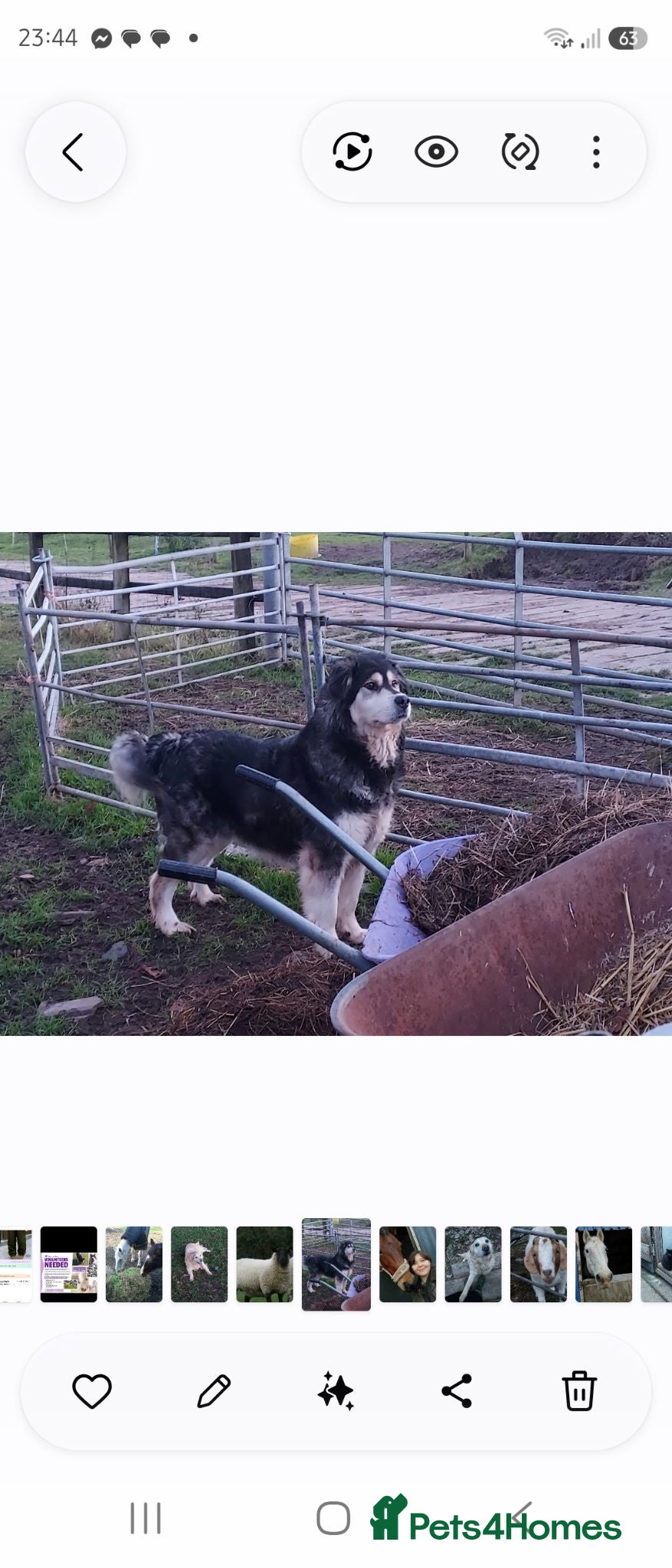 Mixed Breed dogs Malamute x black Labrador  - Advert 1