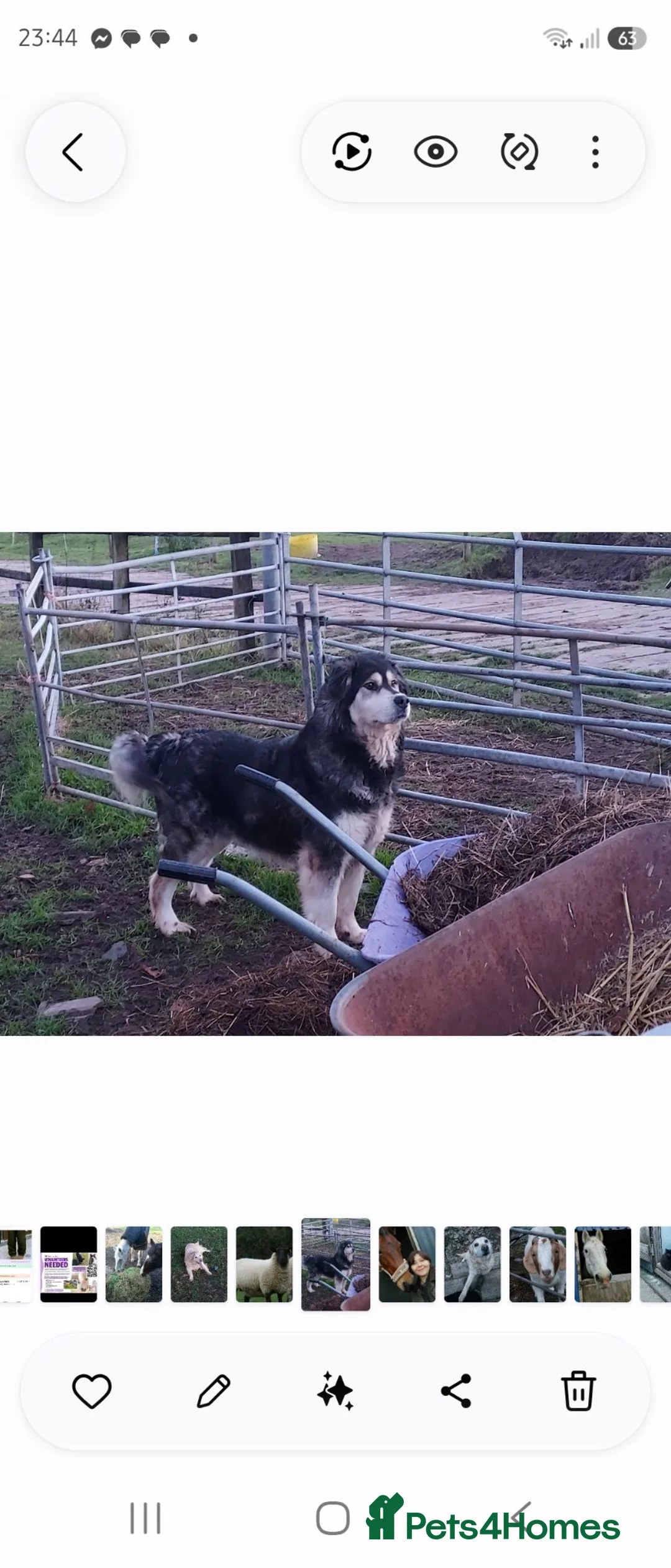 Mixed Breed dogs for sale: Malamute x black Labrador  - Advert 1