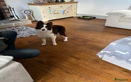 Border Collie dogs for sale: Border collie chocolate & white bitch 6 months old - Advert 12