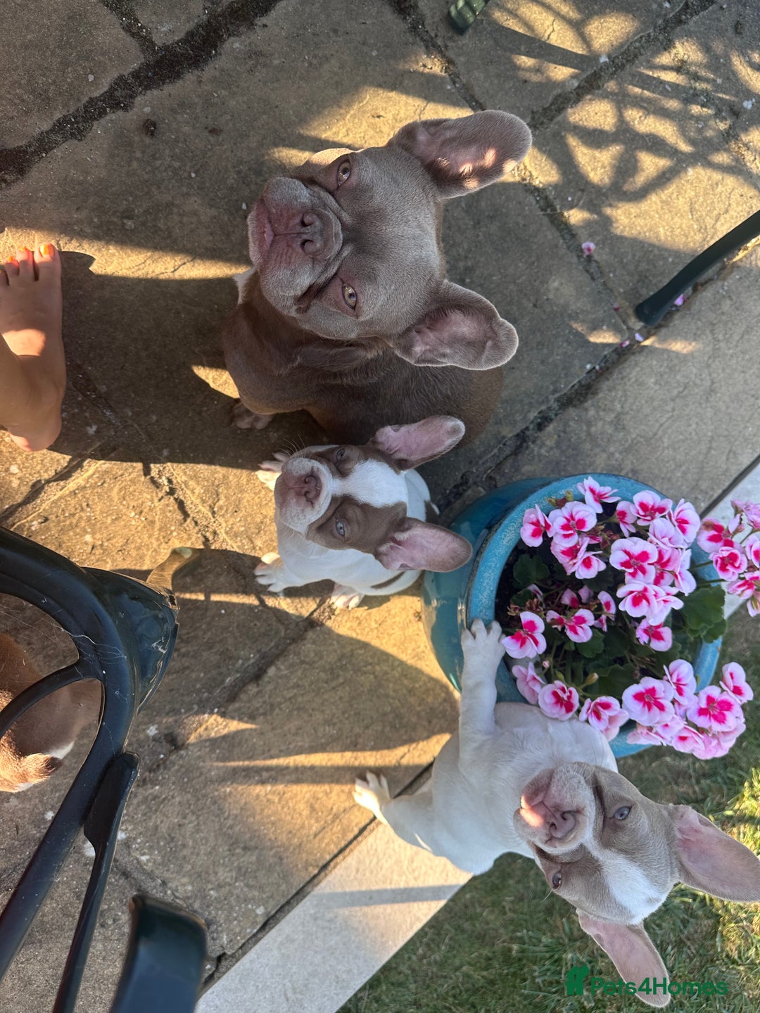 French Bulldog dogs for sale: 1 BOY LEFT KC  - Image 8
