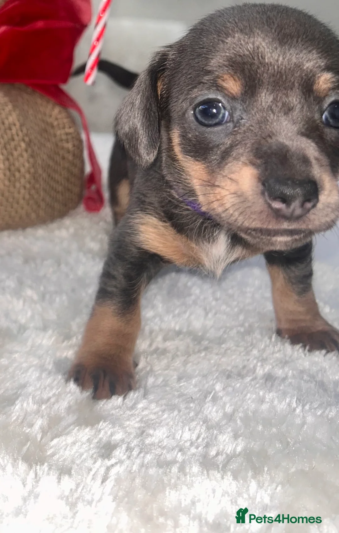 Chiweenie dogs for sale: Miniature Dachshund x Chihuahua  - Advert 31