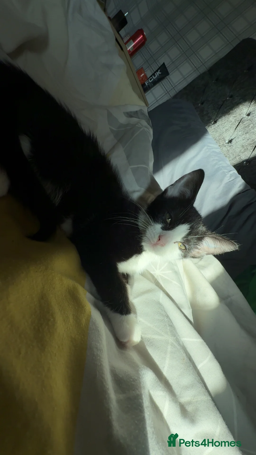 Mixed Breed cats for sale: 5 beautiful kittens looking for there forever home - Advert 1