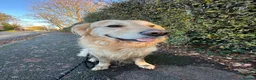 Golden Retriever dogs for sale: Ralph 'The Retriever' Golden Retriever in Chester - Advert 2