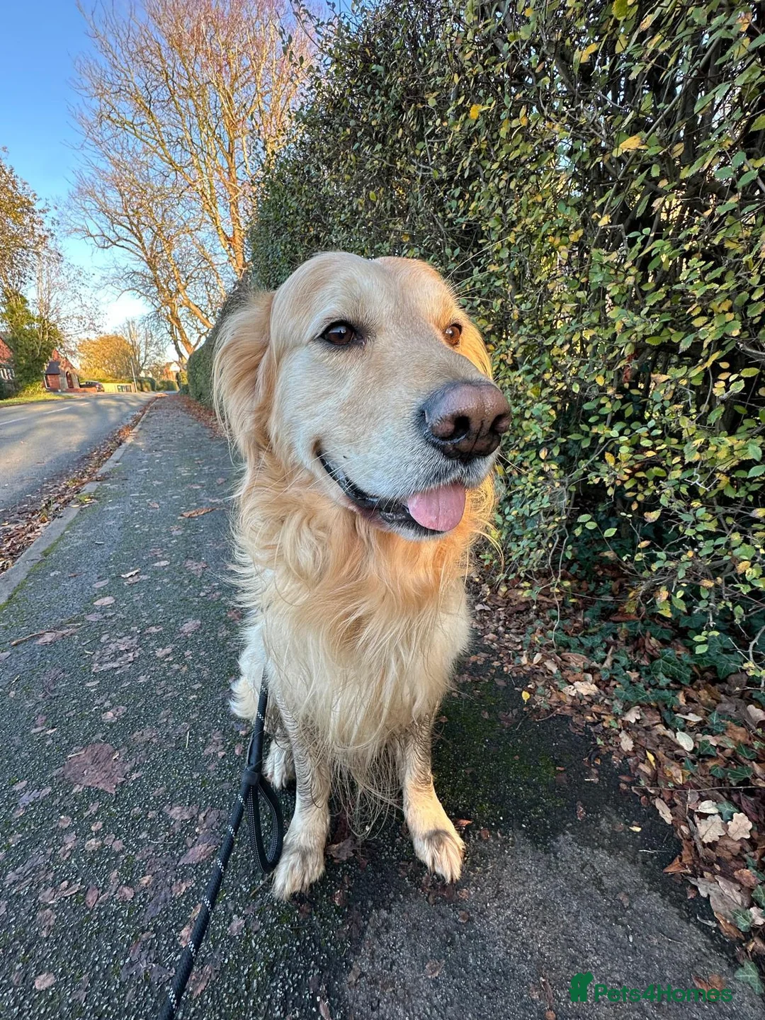 Golden Retriever dogs for sale: Ralph 'The Retriever' Golden Retriever in Chester - Advert 2