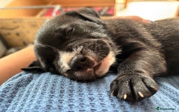 Mixed Breed dogs for sale: Labrador cross pups for sale (staffadors) - Image 6